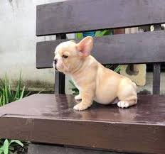 See past puppies who have gone to live with new parents! Cute French Bulldog Puppies For Sale Manila Free Classifieds In Philippines