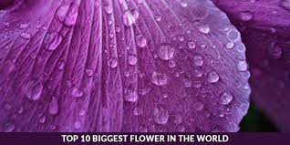 Check spelling or type a new query. Top 10 Biggest Flower In The World