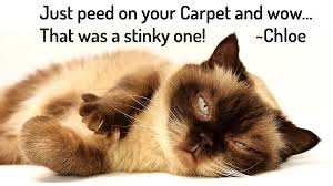 3 best cat urine carpet cleaner in