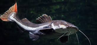 If you know catfish are native to your area, you should have some success trying to catch a catfish in a pond. Monster Catfish Species Tropical Fish Hobbyist Magazine