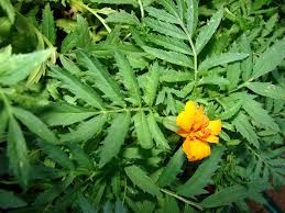 Image result for tagetes)
