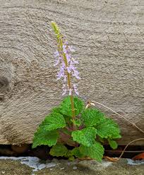 Image result for Psychotria pumila