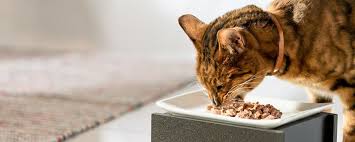 Kedi Konservesi Ne Siklikla Kullanilmali Kedi Blog