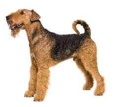 This terrier originates from the valley of aire in yorkshire, england. Airedale Terrier Dog Breed Information Purina