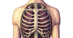 Rib cage anatomy rib cage diagram with organs anatomy of rib. How Scoliosis Affects Rib Pain Lung Function Shortness Of Breath