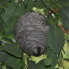 Baldfaced hornets are found throughout the united states and canada. Theodore M Freeman James M Tracy Editors A Clinician S Guide