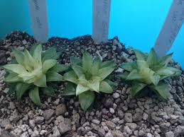 Fafard cactus and succulent plant potting mix. Yosuke Presents Haworthia For Life Posts Facebook