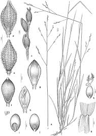Image result for Panicum margaritiferum