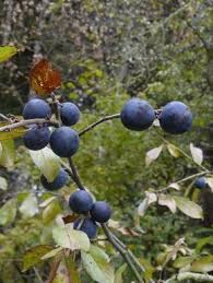 Liqueur De Prunelles Recette Liqueur Liqueur Maison Alcool Pour Fruits