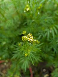 Image result for Tagetes minuta