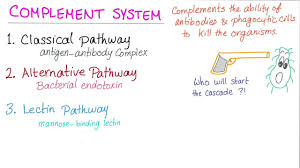 Image result for Complement Pathway