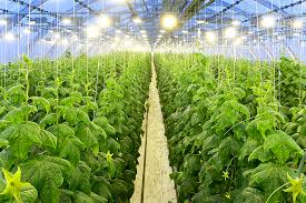 We did not find results for: Installing Led Grow Lights In Your Greenhouse Save On Energy