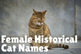 Impressively, orangey is the only double winner of the patsy award (an award for animal stars). 229 Brilliant Literary Names For Cats