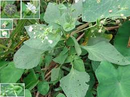 Image result for Adenostemma mauritianum