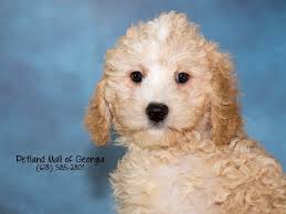 We did not find results for: Facts About The Miniature Goldendoodle Petland