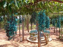 Image result for Strongylodon macrobotrys