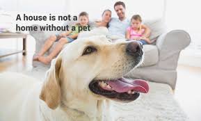 Well pet clinic near me. At Home Animal Clinic