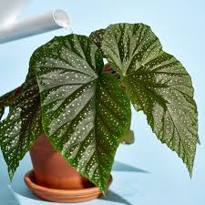 Begonia (begonia elatior 'netja dark') 473211. Begonia Plant Care How To Grow Maintain Begonia Plants Apartment Therapy