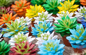 Çiçek çeşitleri, ev çiçek çeşitleri, dikenli çiçek çeşitleri, çiçek türleri isimleri ve özellikleri, çiçek bakimi ve çeşitleri, balkon çiçek çeşitleri, ev çiçek isimleri resimli, salon çiçek çeşitleri ve bakımı, karanfil türleri, çiçekler ve çeşitleri. En Populer Cok Su Istemeyen 7 Salon Bitkisi