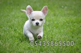Tea Cup Chihuahua Yavru Http Chihuahua Yavruilani Com Satilik Chihuahua Sivava Fiyatlari Yavrusu Resmi Chihuahua Yavru Kopek Kopek