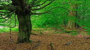 ‫غابة‬‎ ile ilgili görsel sonucu