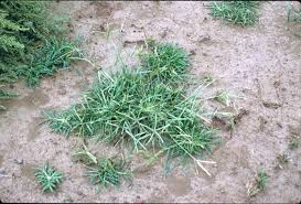 Image result for Eleusine