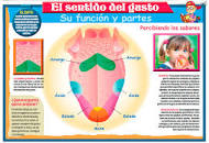 Resultado de imagen para "Cómo funciona el sentido del gusto"