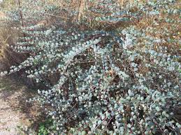 Image result for Capparis viminea