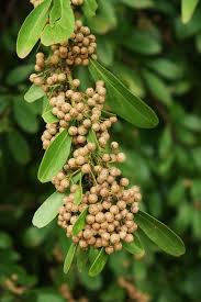 Image result for Gymnosporia