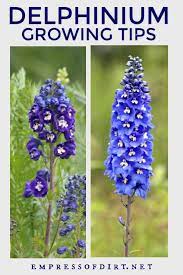 Secrets For Growing Delphiniums Delphinium Flowers Delphinium Larkspur Flower