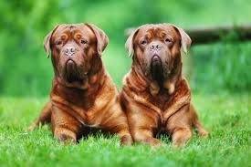 9 of the worlds largest dog breeds mnn mother nature