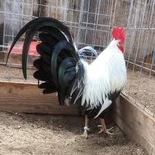 When autocomplete results are available use up and down arrows to review and enter to select. Gallos Gamefowl Gallosgamefowl Twitter