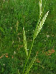 Deshalb eignet es sich hervorragend für den feldfutterbau. Vielblutiges Weidelgras Lolium Multiflorum Beschreibung Steckbrief Systematik