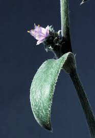 Image result for Cyanotis foecunda