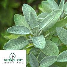 From medicinal to culinary use, sage has long been an herb garden staple. Gnc Common Sage Herb Plant Herbs Pokok Herba é¼ å°¾è‰ Gardenmart4u Com