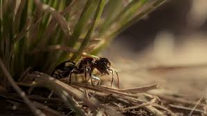 Image result for panda ant