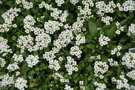 Pin On Yard Landscaping