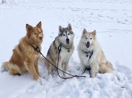 5 Important Traits Of The Native American Indian Dog And Breed Info Animalso