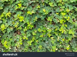 Image result for Grona triflora