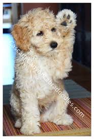 The search will show you all the available labradoodles in your area. Home