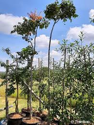 Image result for Khaya anthotheca