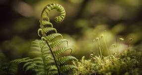 Botany Bootcamp