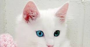 Ah, bila saja bisa memeliharanya, ya. Kucing Anggora Lucu Kecil Kumpulan Gambar Kucing Anggora Cantik Dan Lucu Terbaru 2018 Download Cara Memilih Makanan K Anak Kucing Anak Kucing Lucu Kucing