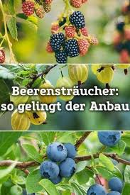 Beerenstraucher Selbst Anbauen Und Im Sommer Richtig Pflegen Beerenstraucher Erdbeeren Pflanzen Und Jostabeere