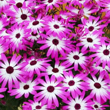 Image result for Pericallis