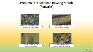 We did not find results for: Mekar Warna Sari Tanaman Bawang Merah Ppt Download