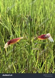 Image result for Ceratotheca sesamoides