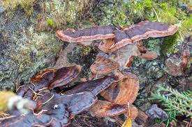 Image result for Ischnoderma resinosum