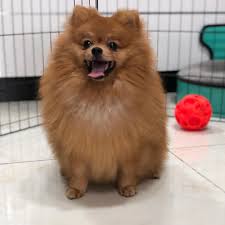 The most common colors for our corgipoo puppies for sale are black, black & white, black and tan, brown & white, chocolate, dark brown, merle, red, sable, speckled, spotted, and white. Furs Feathers Pets Uae Home Facebook