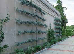 Requires a pollinator of a different apple variety. Espalier Everywhere The Impatient Gardener
